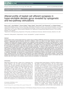 Altered Profile of Basket Cell Afferent Synapses in Hyperexcitable Dentate