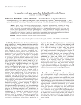 An Unusual New Wolf Spider Species from the Erg Chebbi Desert in Morocco (Araneae: Lycosidae: Evippinae)