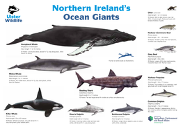 Northern Ireland's Ocean Giants