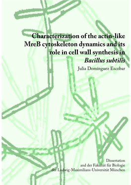 Characterization of the Actin-Like Mreb Cytoskeleton Dynamics and Its Role in Cell Wall Synthesis in Bacillus Subtilis Julia Domínguez Escobar