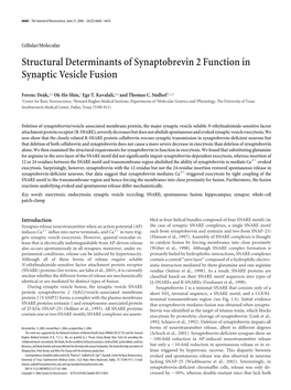 Structural Determinants of Synaptobrevin 2 Function in Synaptic Vesicle Fusion