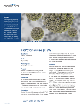 Rat Polyomavirus-2 (Rpyv2)