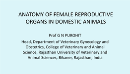 Anatomy of Female Reproductive Organs in Domestic Animals