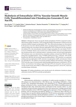 Hydrolysis of Extracellular ATP by Vascular Smooth Muscle Cells Transdifferentiated Into Chondrocytes Generates Pi but Not Ppi