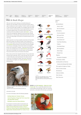 Diet & Beak Shape : Montana Science Partnership