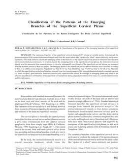 Classification of the Patterns of the Emerging Branches of the Superficial Cervical Plexus