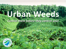 Urban Weeds Presentation Slides