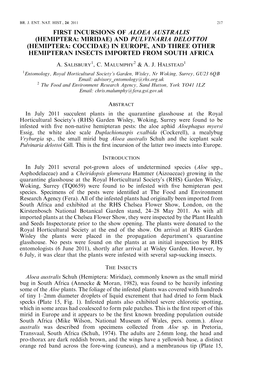 Read About the First Incursions of Aloea Australis and Pulvinaria Delottoi in Europe, 2011