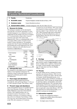 Eastern Bristlebird (Northern)