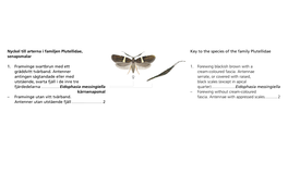 Nyckel Till Arterna I Familjen Plutellidae, Senapsmalar 1. Framvinge