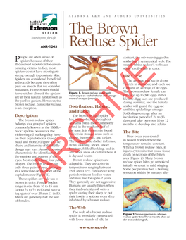 The Brown Recluse Spider