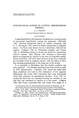 Longitudinal Fission in Actinia Bermudensis Verrilli A