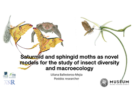 Saturniid and Sphingid Moths As Novel Models for the Study of Insect