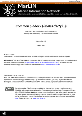 Common Piddock (Pholas Dactylus)