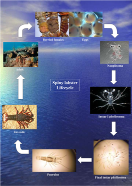 Physiological Responses to Different Environmental and Cultural