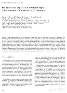 Sequence and Expression of Grasshopper Antennapedia: Comparison to Drosophila