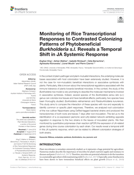 Monitoring of Rice Transcriptional Responses to Contrasted Colonizing Patterns of Phytobeneficial Burkholderia S.L