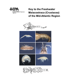 Key to the Freshwater Malacostraca (Crustacea) of the Mid-Atlantic Region