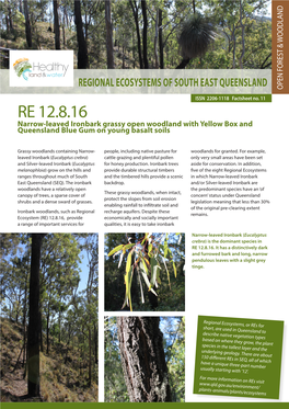 RE 12.8.16 Narrow-Leaved Ironbark Grassy Open Woodland with Yellow Box and Queensland Blue Gum on Young Basalt Soils