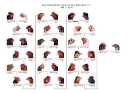 The Cosmopolitan Chicken Project (Ccp) 1999 — 2016