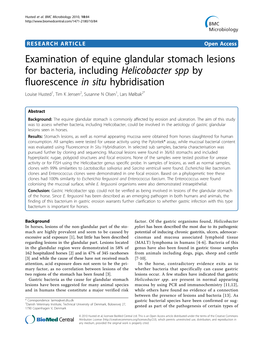 Examination of Equine Glandular Stomach Lesions for Bacteria