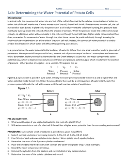 Lab: Determining the Water Potential of Potato Cells