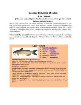 CAT FISHES (E-Contents Prepared by Prof