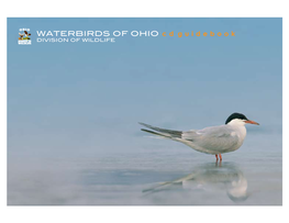 Water Birds of Ohio