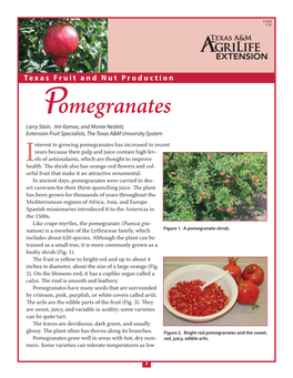 Pomegranate Tree Begins Bearing, Prune It Annu- Ally to Maintain the Major Branches, Thin out the Growth, and Remove Dead Or Damaged Shoots