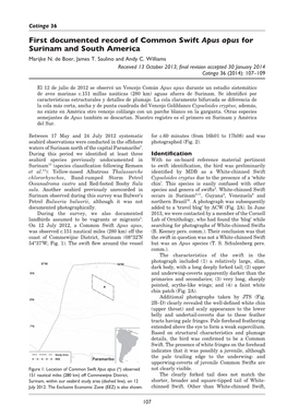 First Documented Record of Common Swift Apus Apus for Surinam and South America Marijke N