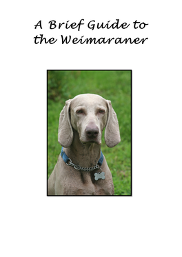 A Brief Guide to the Weimaraner