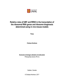 Relative Roles of UBF and RRN3 in the Transcription of the Ribosomal RNA Genes and Ribosome Biogenesis Determined Using in Vivo Mouse Models