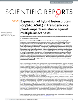 Expression of Hybrid Fusion Protein (Cry1ac:: ASAL) in Transgenic Rice