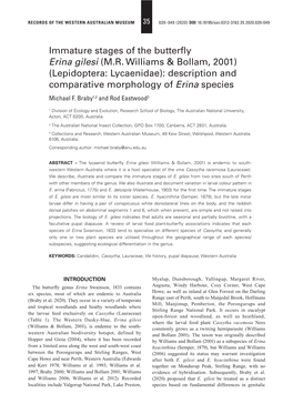 Immature Stages of the Butterfly Erina Gilesi
