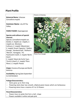 Lily of the Valley.Pdf