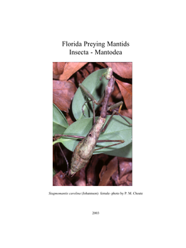 Florida Preying Mantids Insecta - Mantodea
