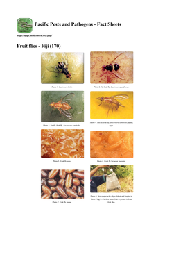 Fruit Flies - Fiji (170)