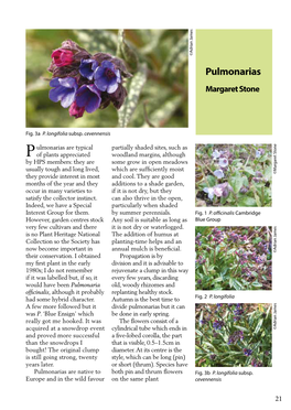 Pulmonarias Margaret Stone