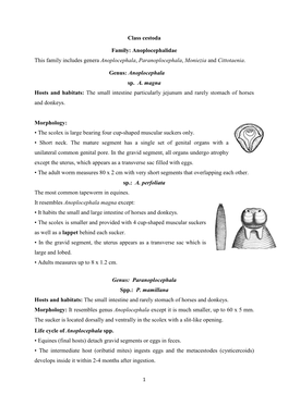Anoplocephalidae This Family Includes Genera Anoplocephala, Paranoplocephala, Moniezia and Cittotaenia