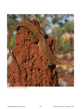 Varanus Acanthurus. Photo by Jeff Lemm