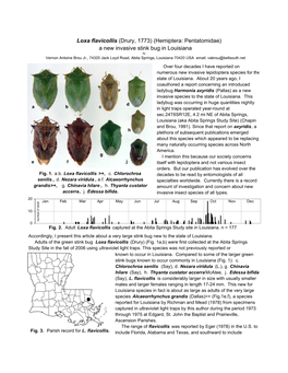 Loxa Flavicollis (Drury, 1773) (Hemiptera: Pentatomidae) a New