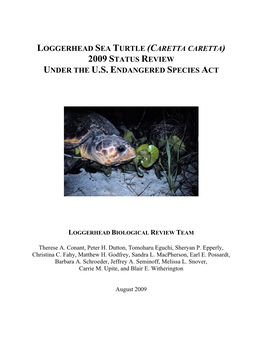 2009 Loggerhead Sea Turtle