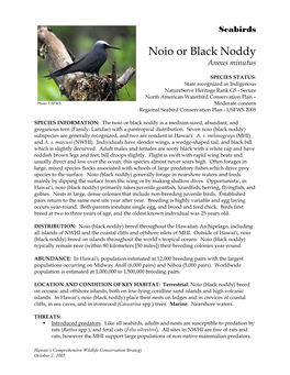 Noio Or Black Noddy Anous Minutus