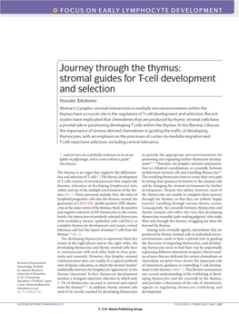 Journey Through the Thymus: Stromal Guides for T-Cell Development and Selection