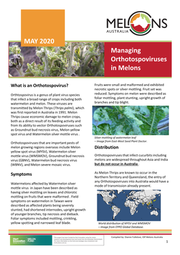 Orthotospoviruses in Melons