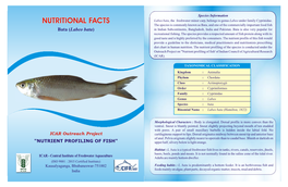 Labeo Bata, the Freshwater Minor Carp, Belongs to Genus Labeo Under Family Cyprinidae