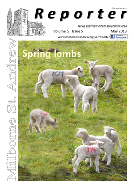 Spring Lambs