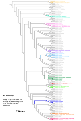 7 Genes Bembidion Tigrinum Bembidion Plagiatum Bembidion 