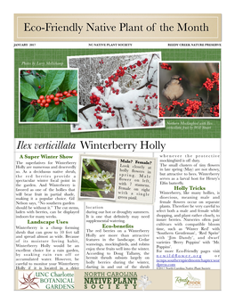 Ilex Verticillata Fruit by Will Stuart Ilex Verticillata Winterberry Holly a Super Winter Show Whenever the Protective Mockingbird Is Off Duty