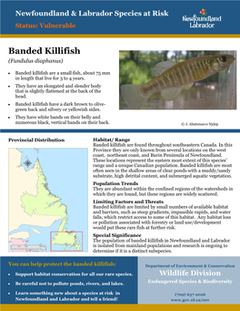 Banded Killifish (Fundulus Diaphanus)